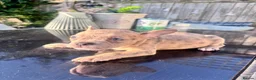 Mixed Breed dogs for sale: Two beautiful French bulldog cross pocket bully   in Crowborough - Advert 5
