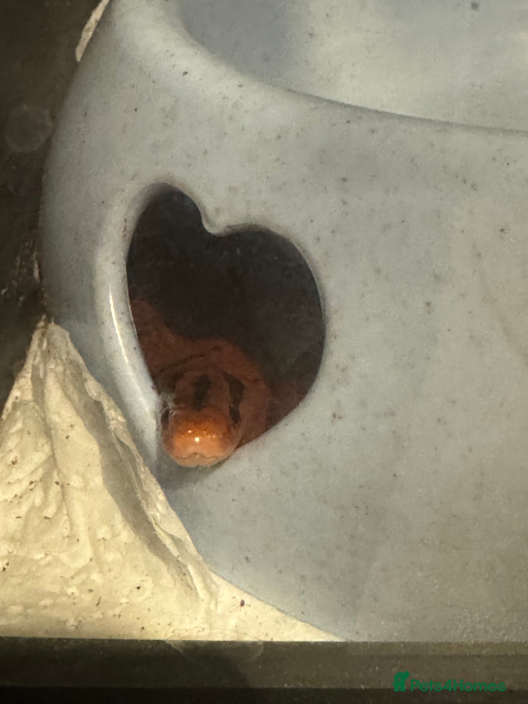 Snake reptiles for sale: Collection of snakes - Image 10