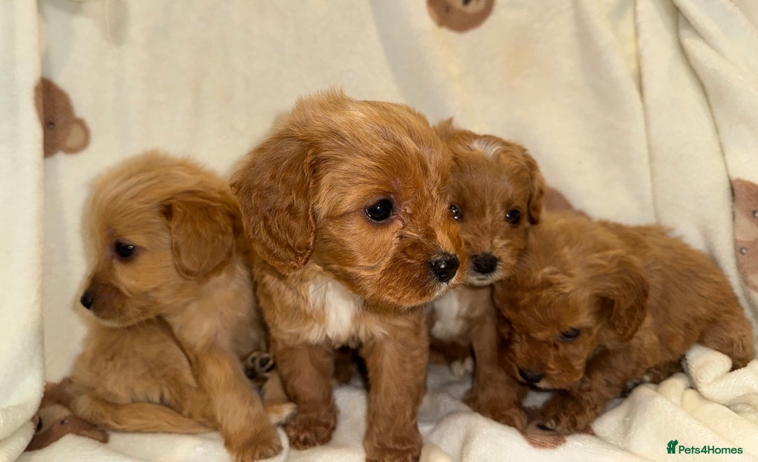 Cavapoo dogs for sale: Gorgous F1 Cavapoo puppies💙 - Advert 4