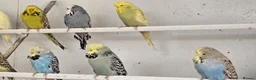 Budgerigars birds for sale: 2026 bred budgies for sale - Advert 5