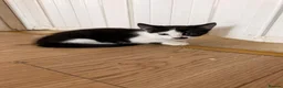 Mixed Breed cats for sale: Tuxedo kitten   - Advert 5