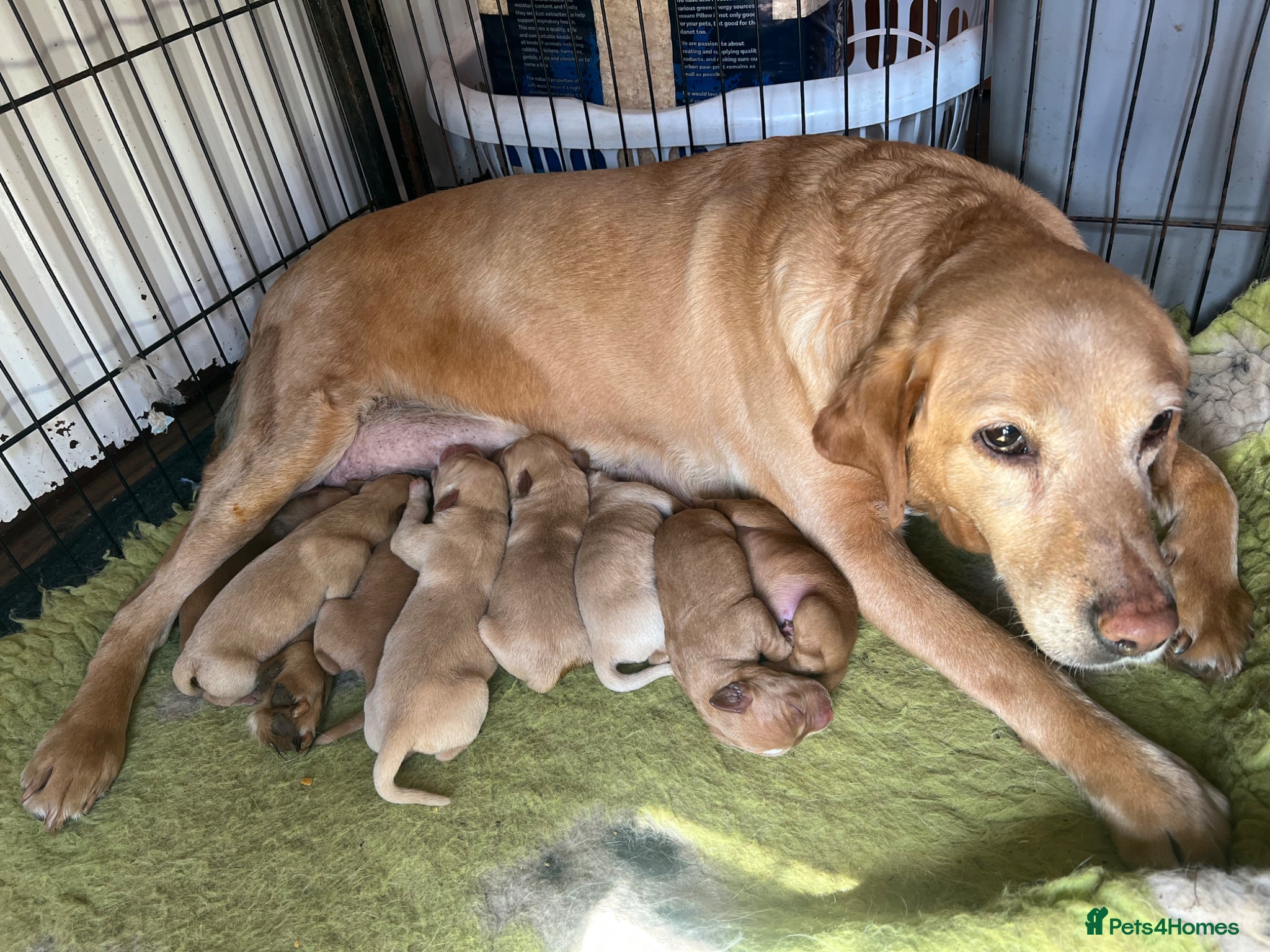 Labrador Retriever dogs Red / yellow Labrador pups   - Advert 7