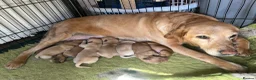 Labrador Retriever dogs for sale: Red / yellow Labrador pups   - Advert 1