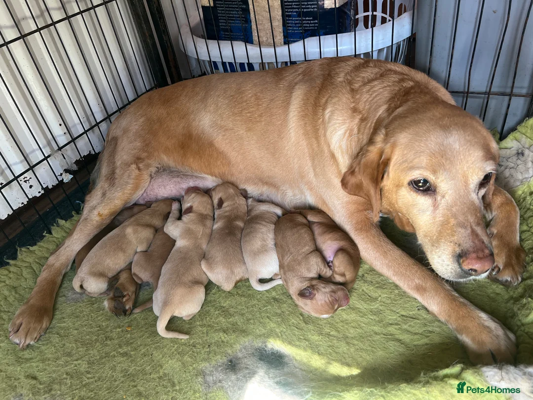 Labrador Retriever dogs for sale: Red / yellow Labrador pups   - Advert 1