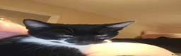 Mixed Breed cats for adoption: Rescue kitten 6 months looking for her own home - Advert 3