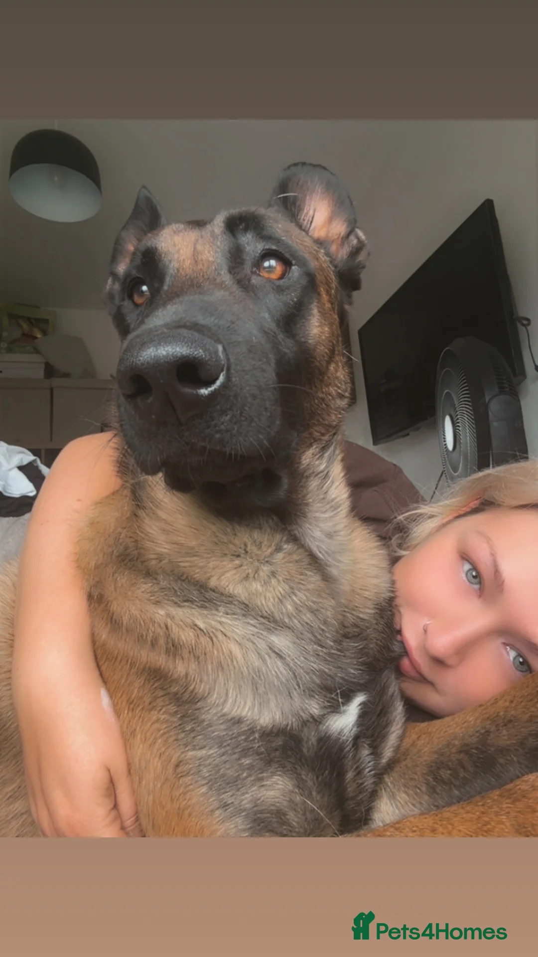 Belgian Shepherd Dog dogs for sale: Belgian Malinois Puppies - Advert 2