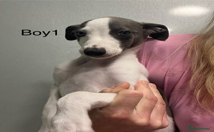 Whippet dogs - Advert 3