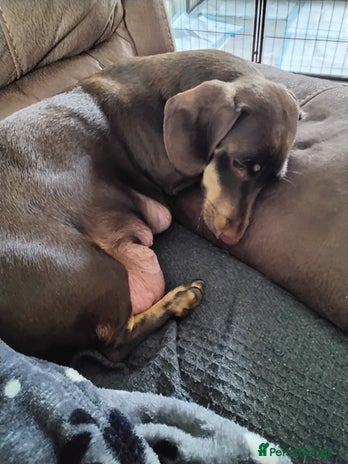 Dachshund dogs - Advert 4