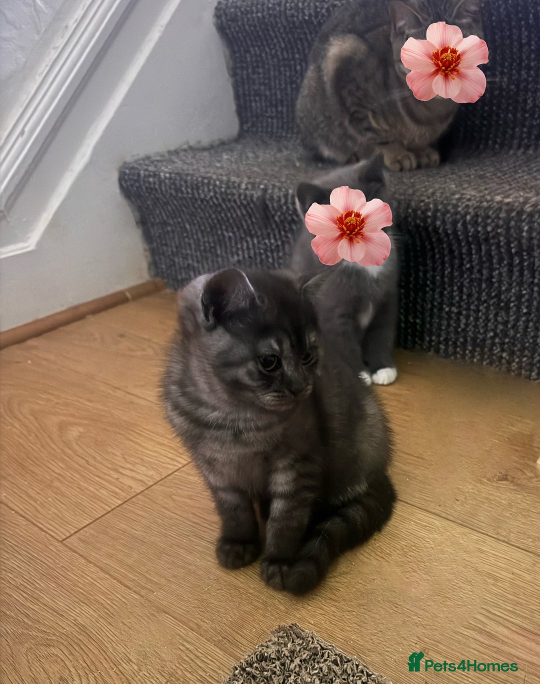 British Shorthair cats for sale: Pure British Shorthair Kittens  - Image 6