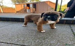 Boxer dogs for sale: KC registered boxer puppies  - Image 7