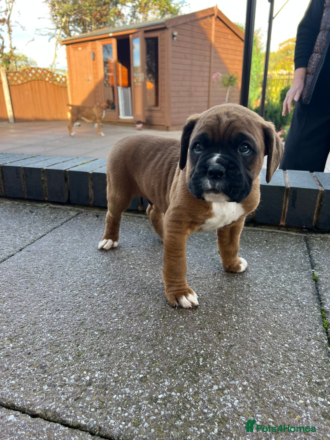 Boxer dogs for sale: KC registered boxer puppies  - Image 7