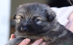 German Shepherd dogs for sale: Adorable GSD pups, straight back line, KC reg - Image 19