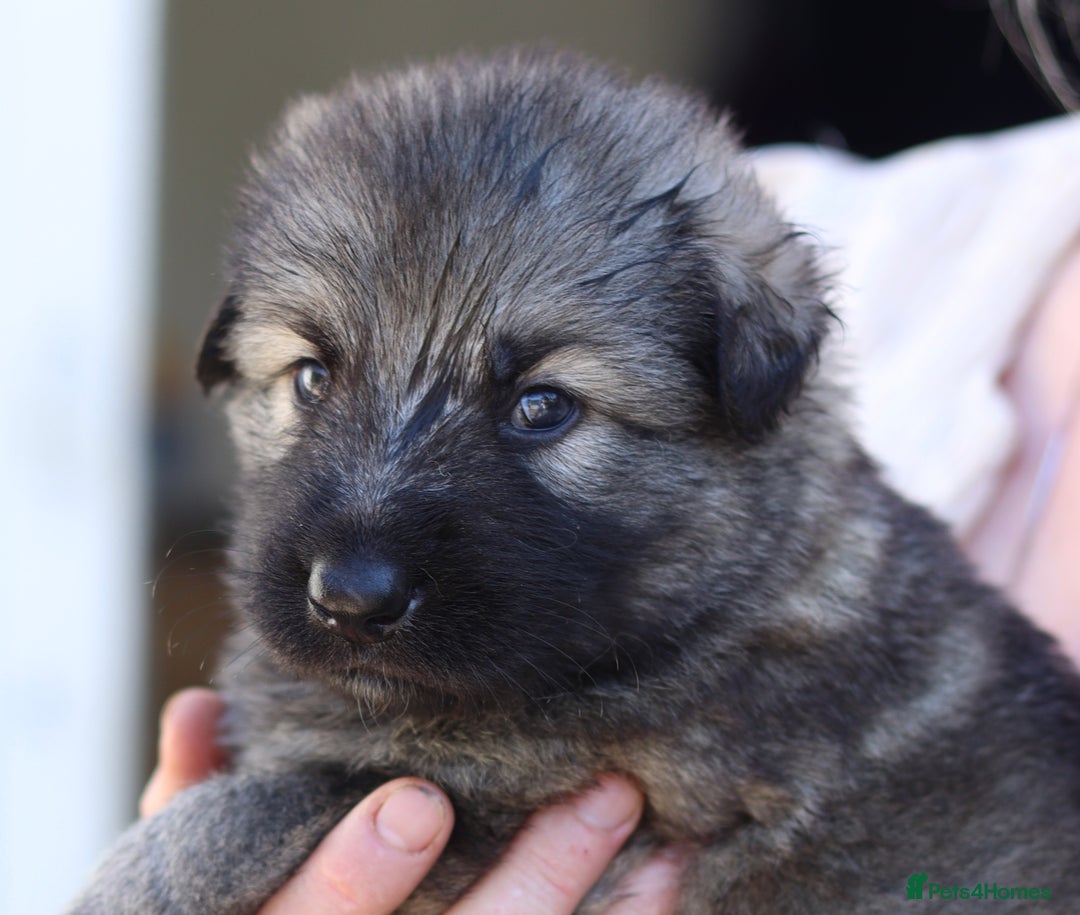 German Shepherd dogs for sale: Adorable GSD pups, straight back line, KC reg - Image 19