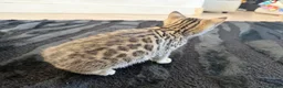 Bengal cats for sale: Beautiful x bengals ready to be rehomed - Advert 27