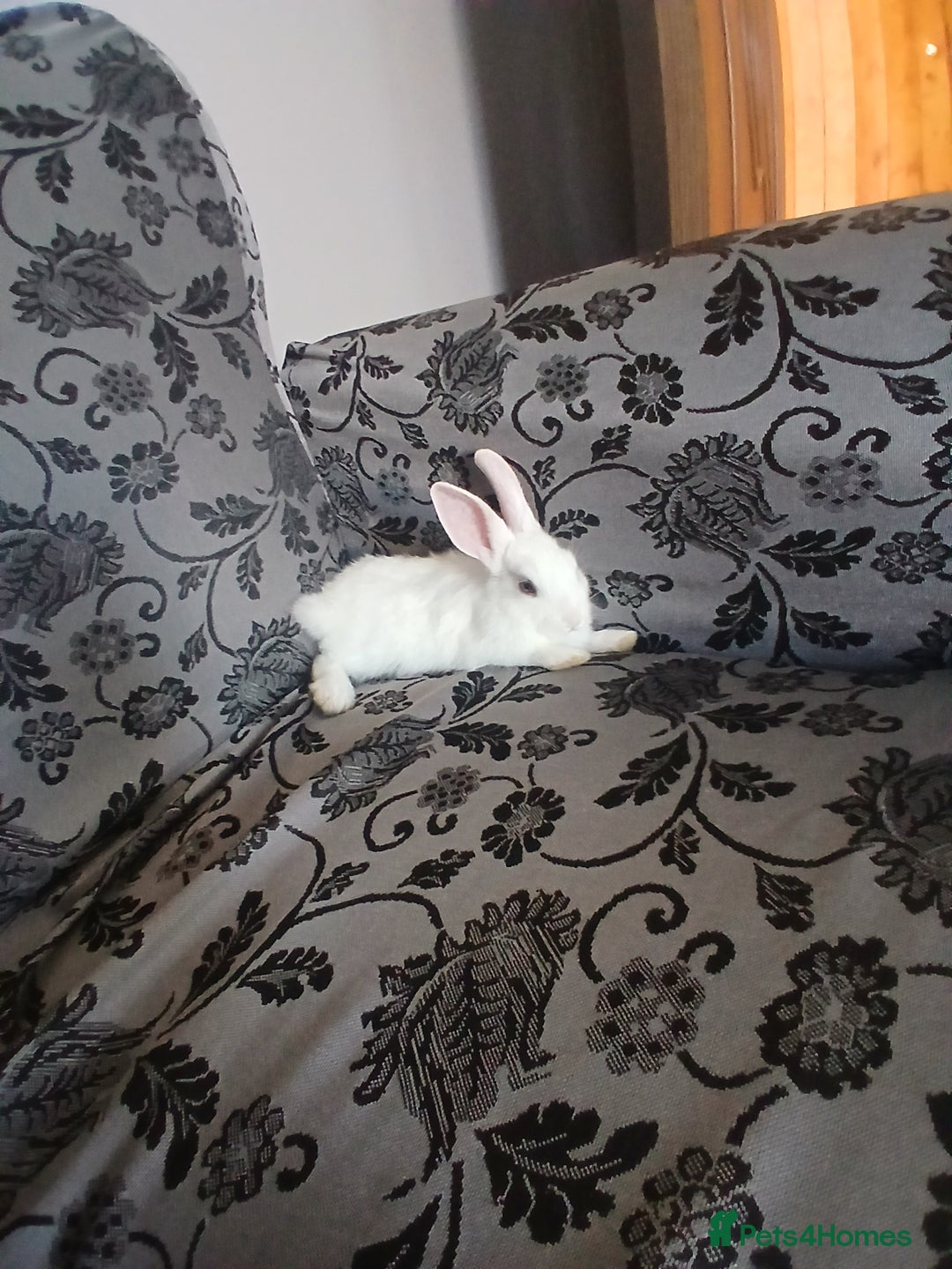Netherland Dwarf rabbits for sale: Selling 1 nerherland dwarf girl bunny with cage  - Image 8