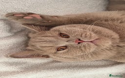 British Shorthair cats for sale: British shorthair  - Image 6