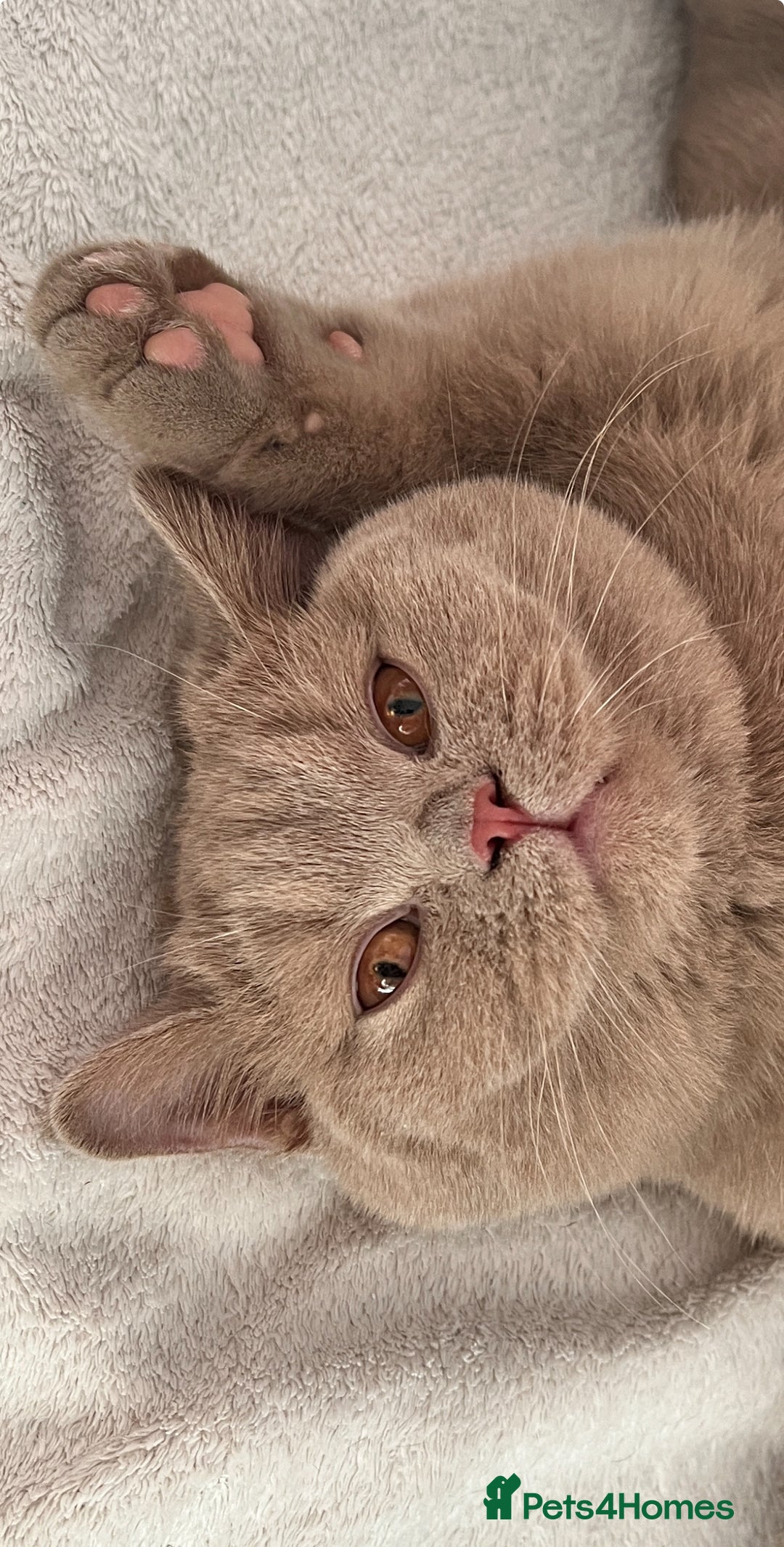 British Shorthair cats for sale: British shorthair  - Image 6