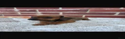 Dachshund dogs for sale: 5 gorgeous miniature dachshund puppy’s🐶 in Cullompton - Advert 16