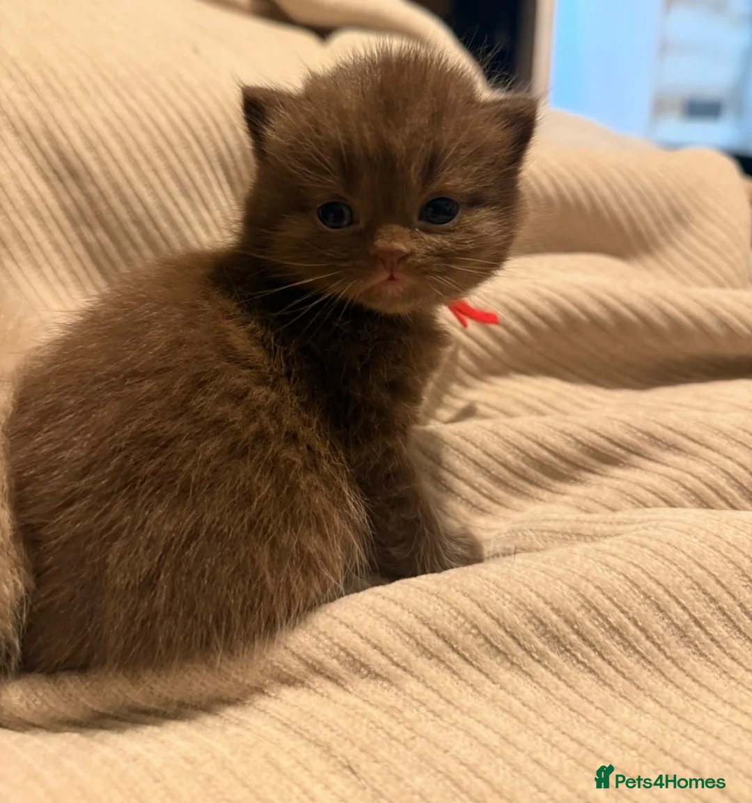 British Shorthair cats for sale: Grand Champion Line British Shorthair Kittens - Advert 19