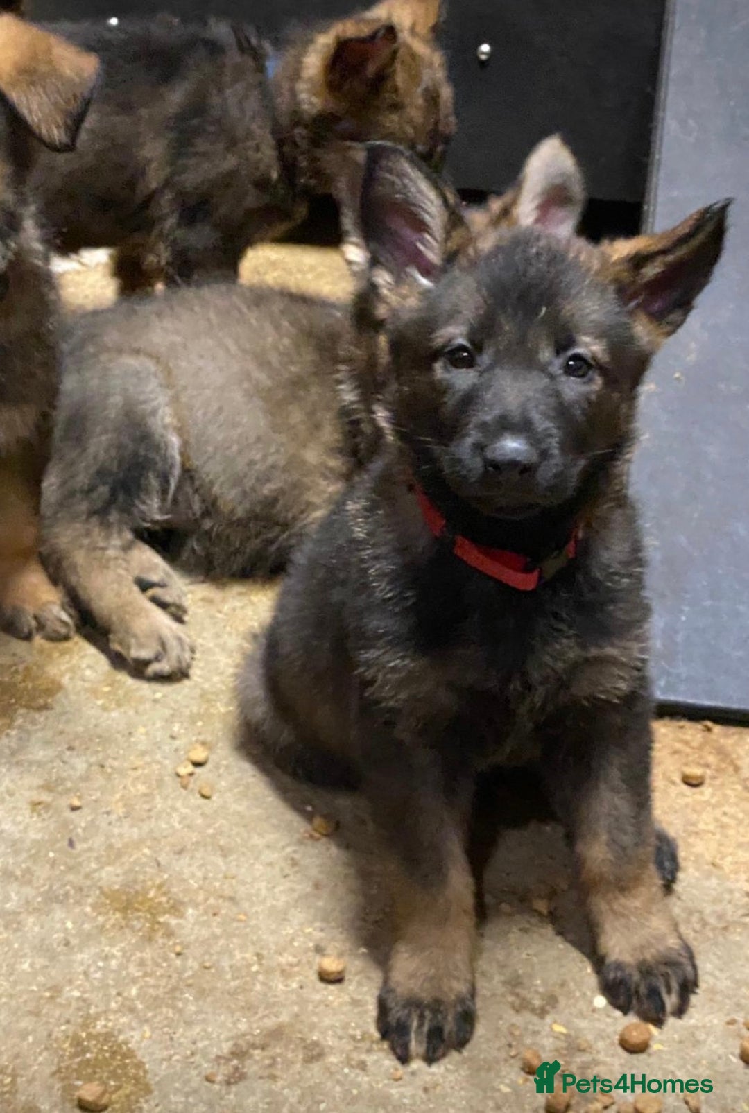 German Shepherd dogs for sale: 🐶 Outstanding Working line GSD puppies 🐶 - Advert 16