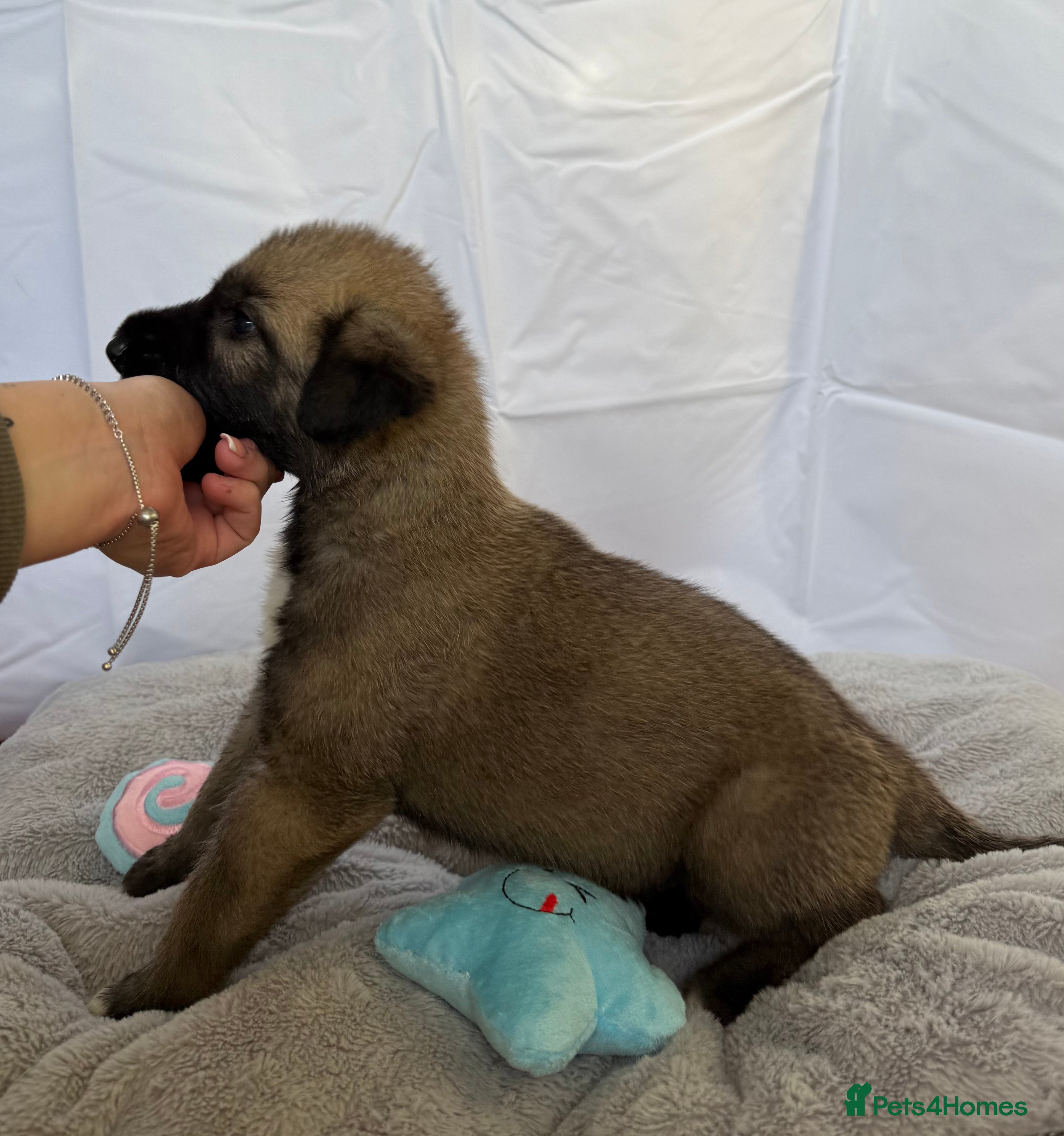 Irish Wolfhound dogs Bred From Extensively Health Tested Parents - Advert 1