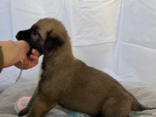 Irish Wolfhound dogs Bred From Extensively Health Tested Parents - Advert 2