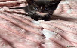 Mixed Breed cats for sale: 3 beautiful kitties ready now!!  - Image 15