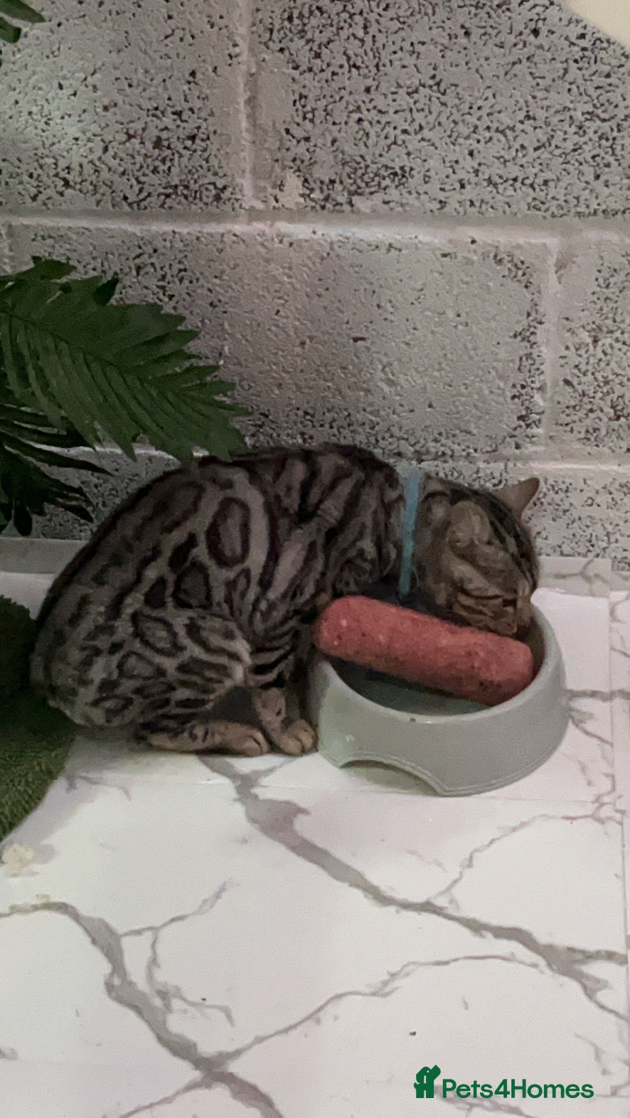 Bengal cats for stud: Worldcatbengals Marlo/mylo naw available for stud  - Advert 1