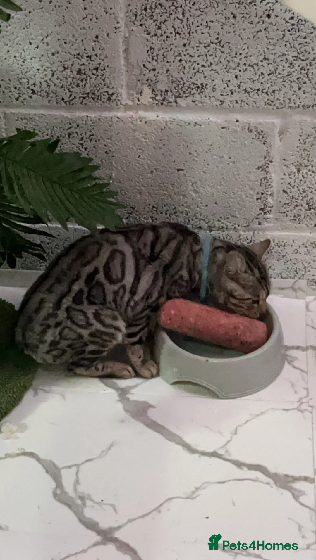Bengal cats for stud: Worldcatbengals Marlo/mylo naw available for stud  - Advert 1
