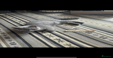 British Shorthair cats in Croydon - Advert 6