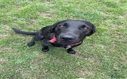 Labrador Retriever dogs for sale: KC Reg 2 Year Old Female Black Labrador - Image 1