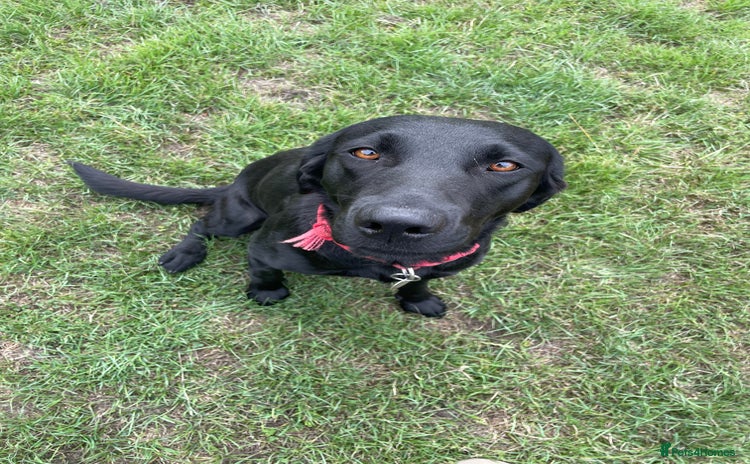 Labrador Retriever dogs - Advert 13