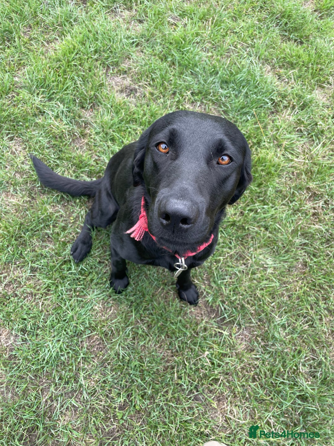 Labrador Retriever dogs for sale: KC Reg 2 Year Old Female Black Labrador - Image 1