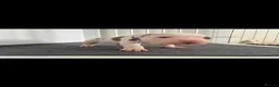 American Bulldog dogs for stud: Stunning American Bulldog for stud - Advert 7