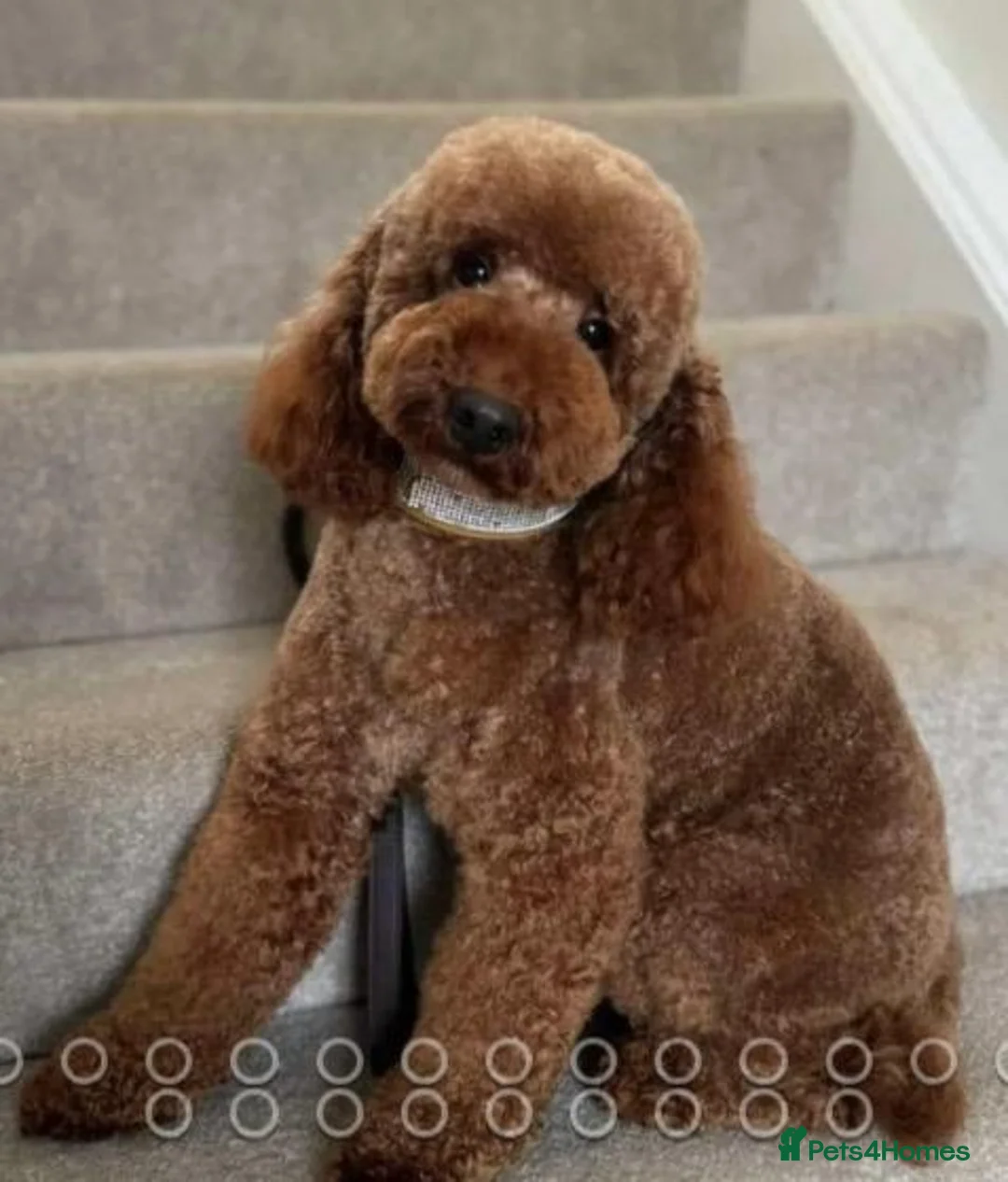 Miniature Poodle dogs for sale: KC registered red miniature poodle puppies in Southampton - Advert 13