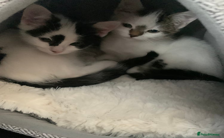 Mixed Breed cats - Advert 13