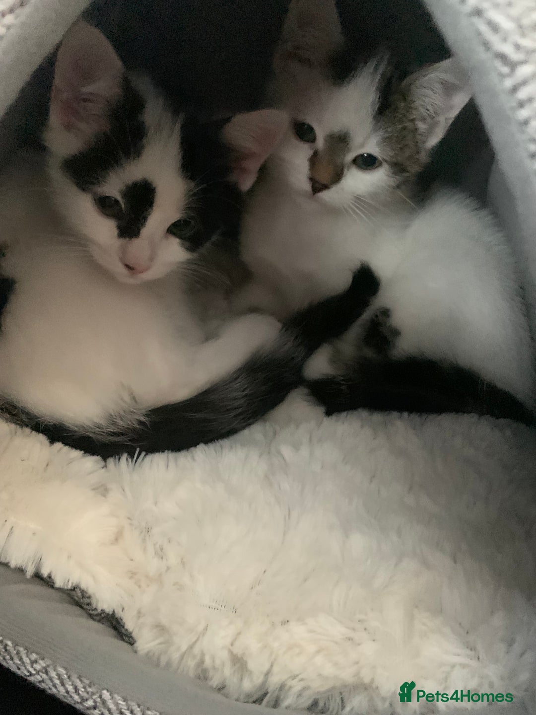 Mixed Breed cats for sale: Milo & willow  - Image 1