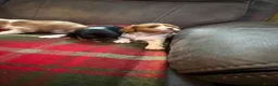 Cavalier King Charles Spaniel dogs for sale: King Charles puppies  - Advert 12