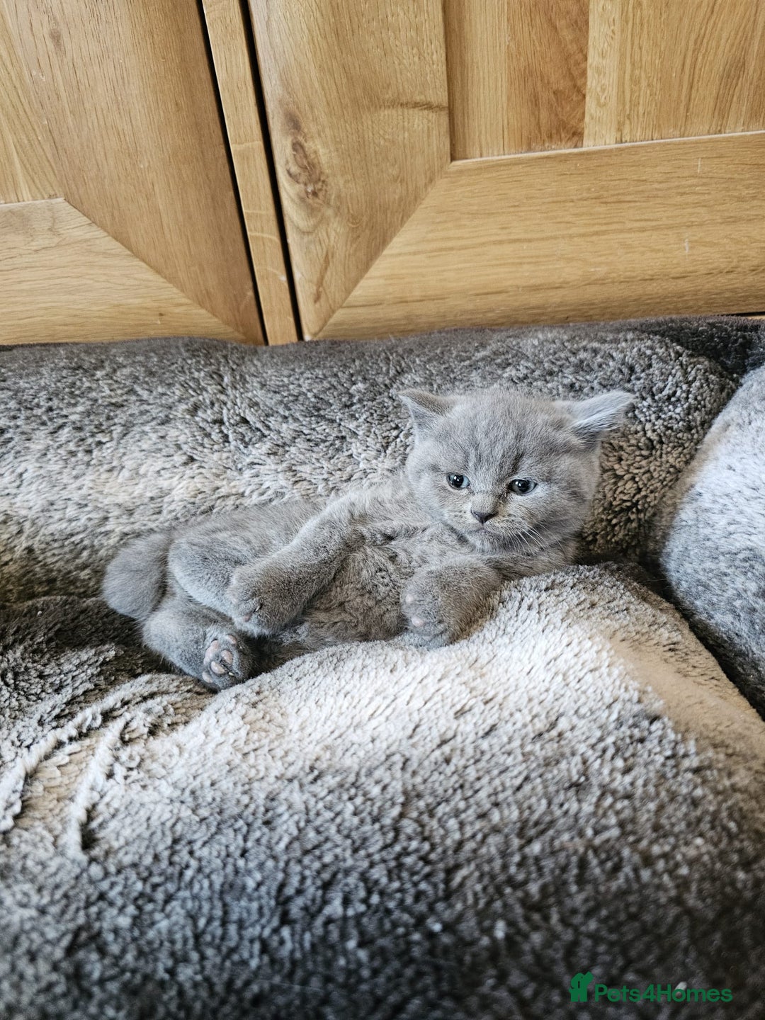 Scottish Fold cats for sale: Scottish fold and straight ears kittens for sale.  - Image 13