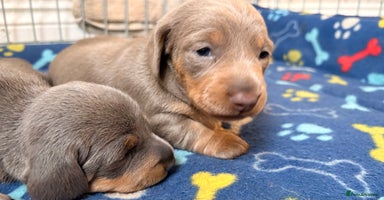 Miniature Dachshund dogs - Advert 12