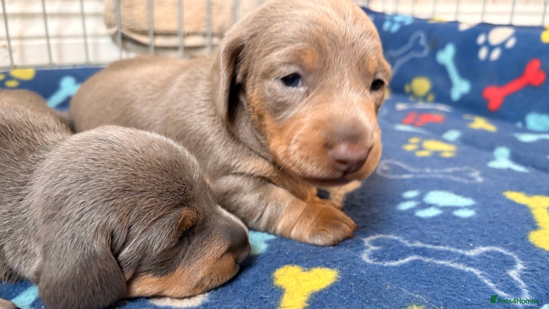 Miniature Dachshund dogs for sale: Miniature Dachshund - Image 2