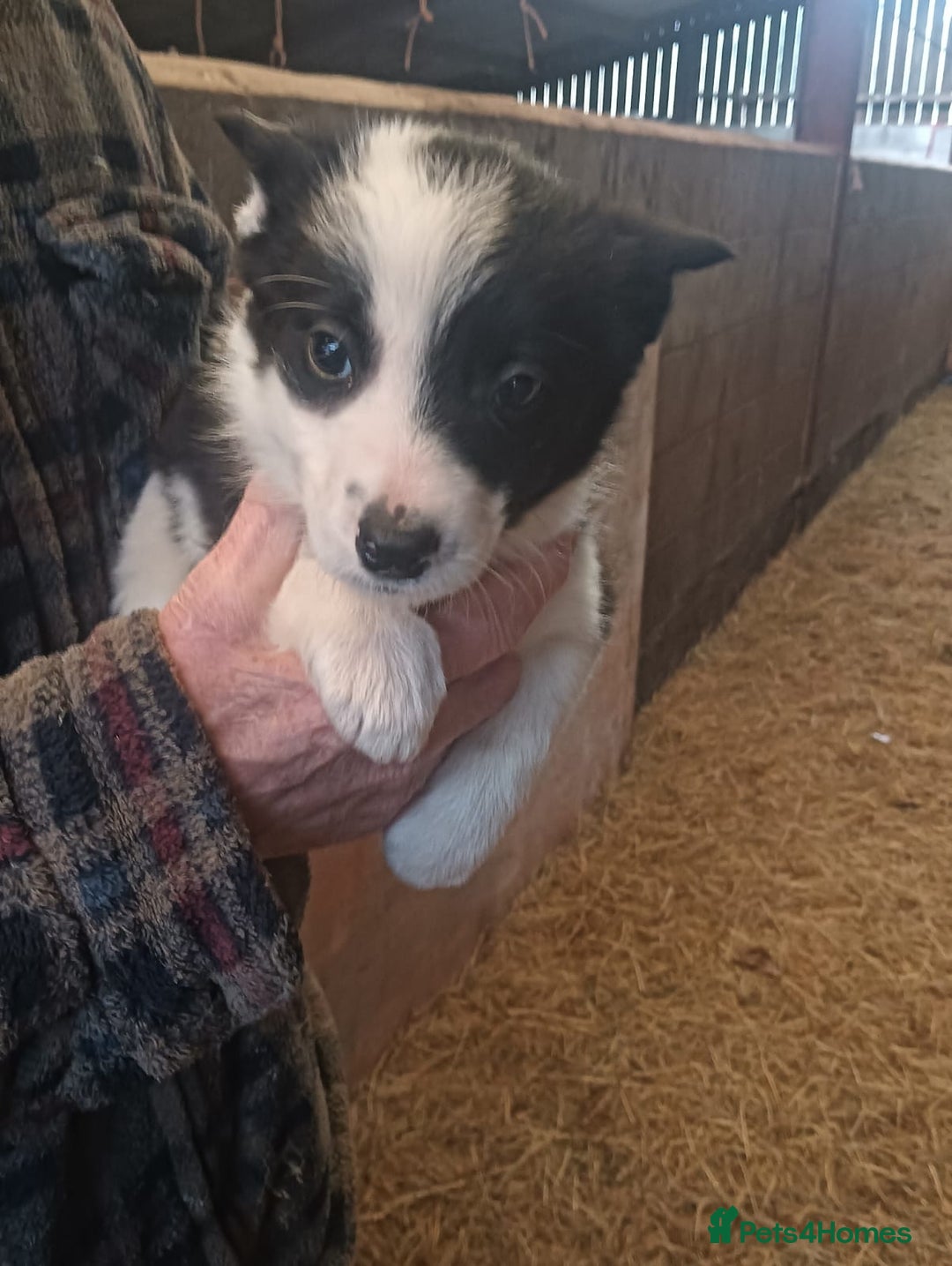 Border Collie dogs for sale: Border Collie puppies for sale  - Advert 5