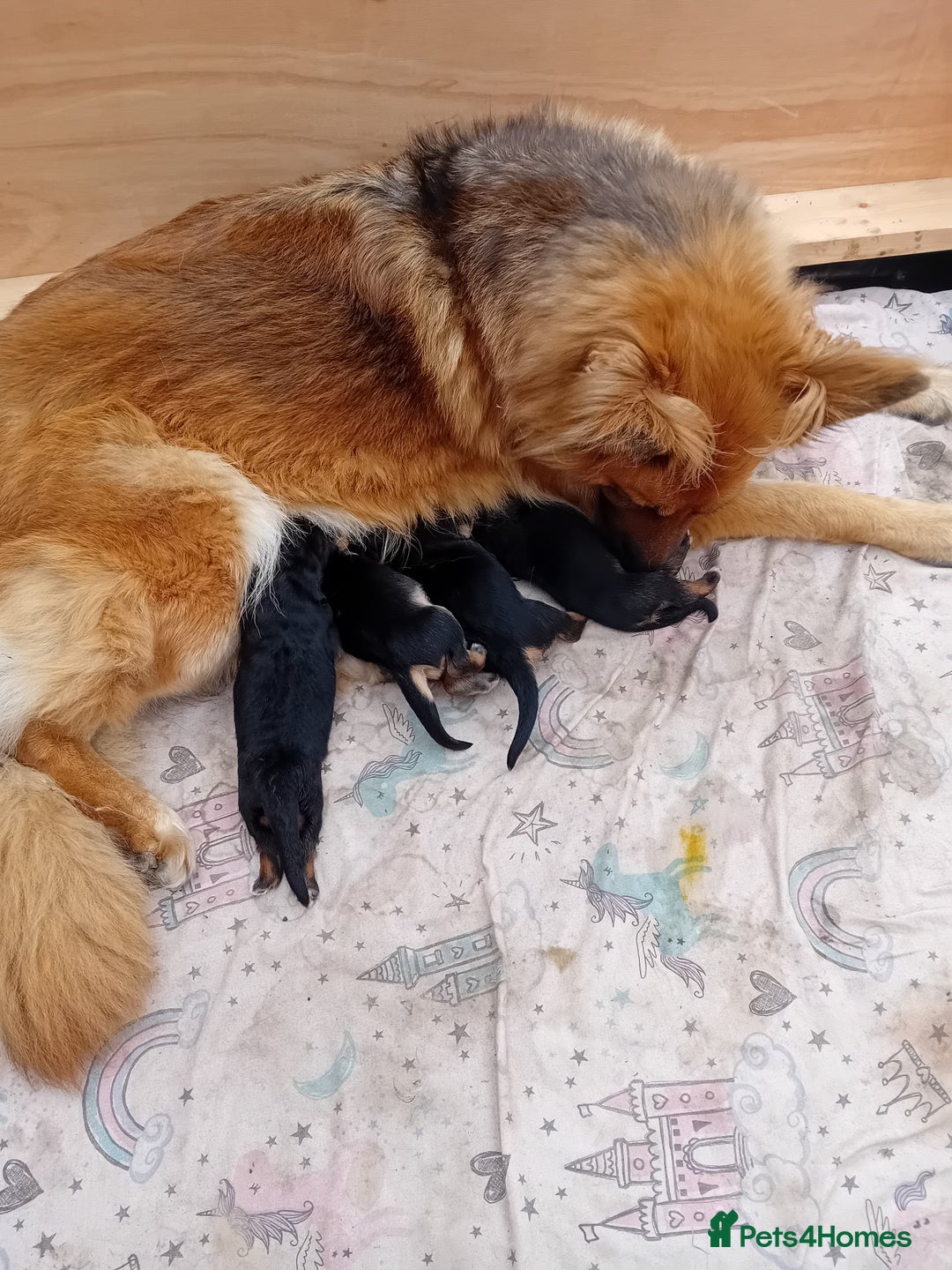 German Shepherd dogs for sale: 4 Stunning German Shepherd Puppies - Image 9