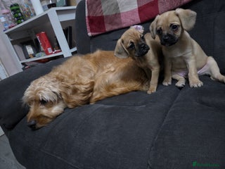 Mixed Breed dogs Mix breed puppies - Advert 1