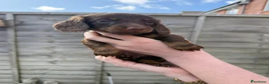 Dachshund Puppy 8