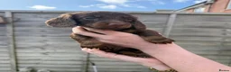 Dachshund dogs for sale: KEC REG MINIATURE LONG HAIRED dachshund puppies - Advert 26