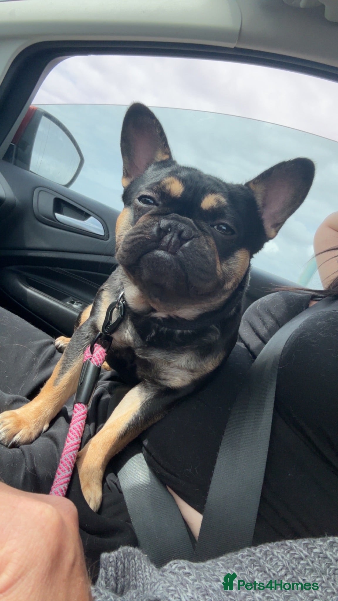 French Bulldog dogs Very special girl  - Advert 12