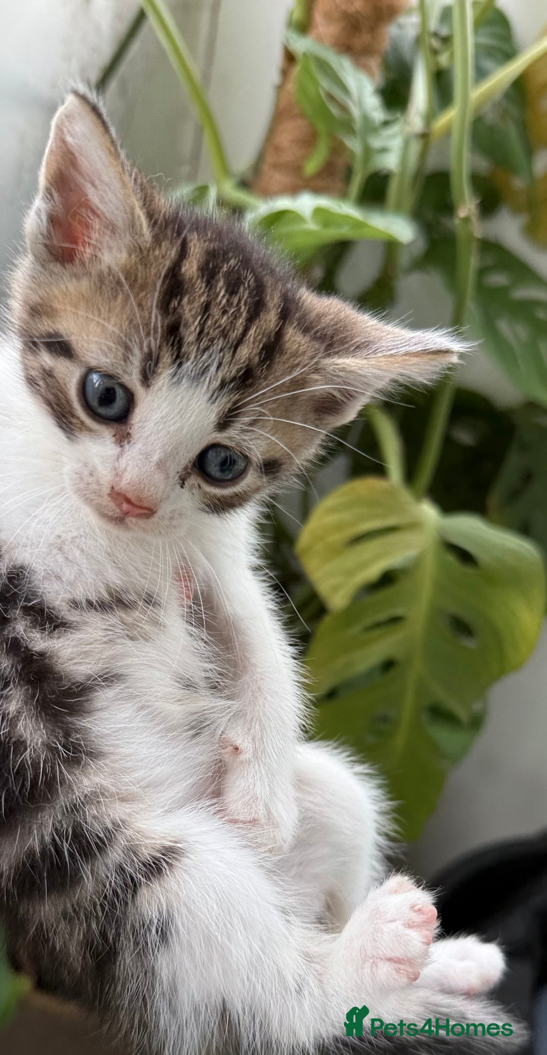 Mixed Breed cats for sale: Beautiful Mixed Breed kittens (plz see description - Image 13