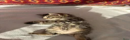 Bengal cats for sale: Kittens in Taunton - Advert 7