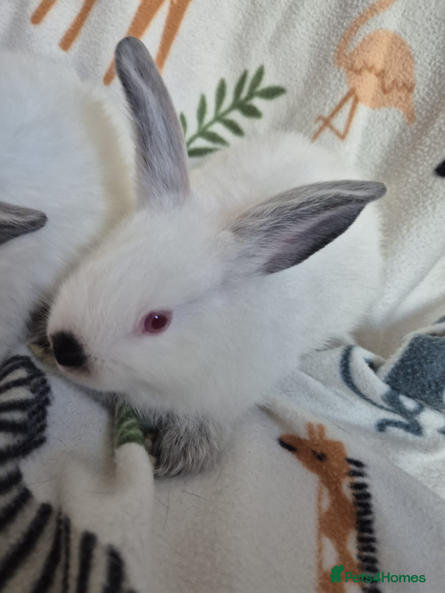 Californian rabbits for sale: Californian White Buck Kits - READY 18TH JUNE - Advert 5